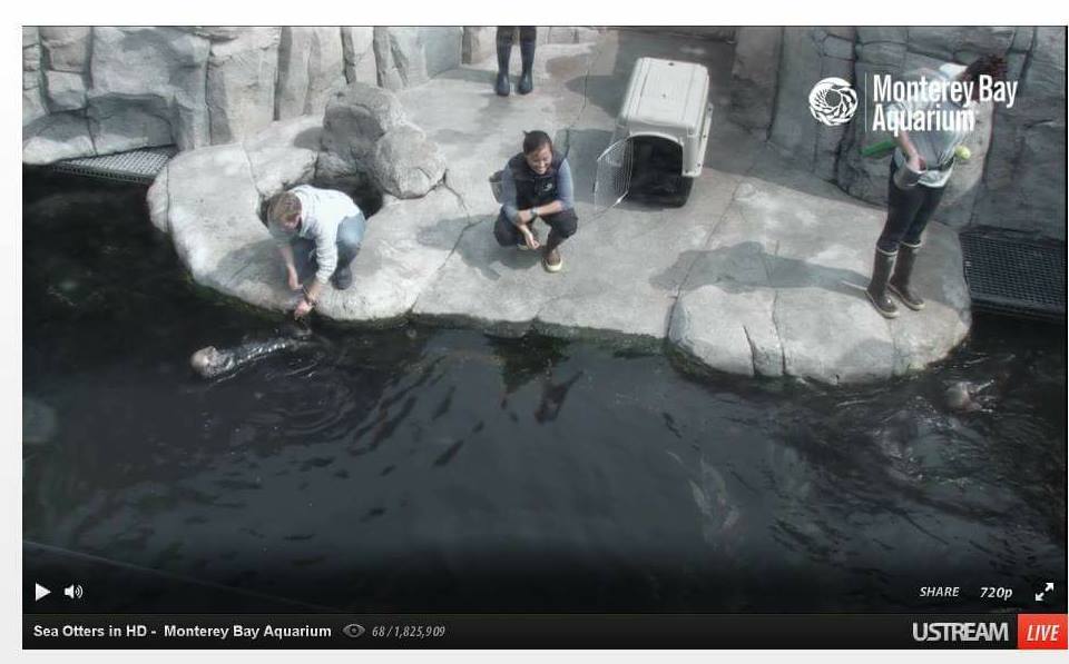 The live otter cam from the Monterey Bay Aquarium. Here, some lucky handlers feed and pet the cute critters. Image c/o author and Monterey Bay Aquarium.