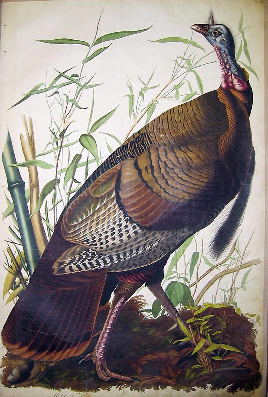Wild Turkey, John James Audubon